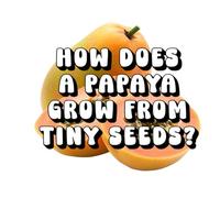 How Does a Papaya Grow From Tiny Seeds?
