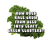 How Does Kale Grow from Seed into Leafy Green Clusters?