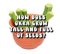 How Does Okra Grow Tall and Full of Seeds?