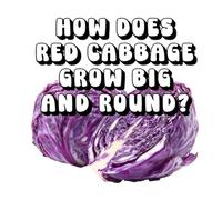 How Does Red Cabbage Grow Big and Round?