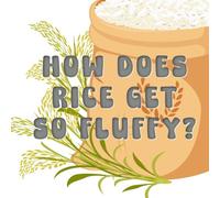 How Does Rice Get So Fluffy?