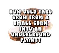 How Does Taro Grow From a Small Corm Into an Underground Plant?