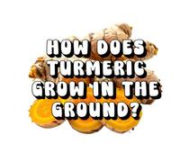 How Does Turmeric Grow in the Ground?