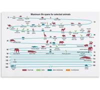 How Long Animals Live Poster Nature Science Chart Home Decor Print