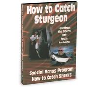 How to Catch Sharks and How to Catch Sturgeon