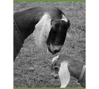 how to raise goats for milk: for the beginning farmer