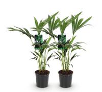Howea Forsteriana - Palma Kentia - 2 piante - 70-75 cm - 17 cm - palme da interno facili da pulire con eleganti frantumi, piante verdi resistenti e purificanti dell'aria per interni eleganti