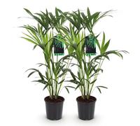 Howea Forsteriana - Palma Kentia - 2 piante - 80-85 cm - 19 cm - palme da interni facili da pulire con eleganti frantumi, piante verdi tropicali e purificanti dell'aria per interni moderni