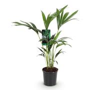 Howea Forsteriana - Palma Kentia - 70 - 75 cm - 17 cm - Palma da interno facile da pulire con eleganti frantumi, pianta verde tropicale e purificante dell'aria per interni moderni