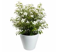 HowHomely Vaso per piante, bianco, 46 x 46 x 41 cm, per esterni, resistente al gelo, classico, utilizzabile tutto l'anno