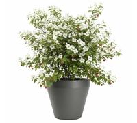 HowHomely Vaso per piante, grigio, 46 x 46 x 41 cm, per esterni, resistente al gelo, classico, utilizzabile tutto l'anno