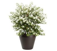 HowHomely Vaso per piante, marrone, 46 x 46 x 41 cm, per esterni, resistente al gelo, classico, utilizzabile tutto l'anno