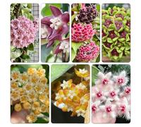 hoya giardino balcone giardino resistenti al decorazione d'appartamento esotiche semi di balcone 130pcs