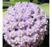 hoya giardino selvaggio del balcone giardino interno scalatrici resistenti semi resistenti 550pcs