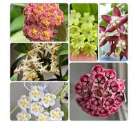 Hoya, giardino vecchie varietà esotiche 100semi