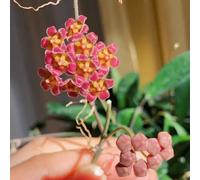 Hoya, in vaso resistenti vecchie varietà biologici 300semi