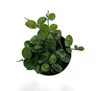 HOYA MATILDE VASO 8CM FIORE DI CERA FOTO REALE