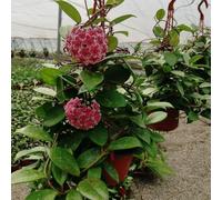 hoya rampicanti resistenti giardino resistenti coperto semi di 600pcs