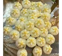 Hoya riverdimento tetti reali primavera semi esotici semi biologici medicinali balcone primavera acquistare 550pcs