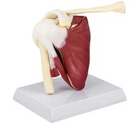 Hperu Scheletro anatomico, Modello di Muscoli dell'articolazione della Spalla in PVC con legamenti Anatomia della Spalla per Strumenti educativi per Ufficio Medico anatomici, Modello Muscolare