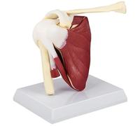 Hperu Scheletro anatomico |.Modello di Muscoli dell'articolazione della Spalla in PVC con legamenti Modello di Scheletro anatomico per Strumenti didattici per Ufficio Medico anatomici