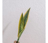 HpLive Pianta artificiale di serpente, pianta artificiale Sansevieria, con foglie resistenti ai raggi UV, pianta d'appartamento facile da pulire (A)