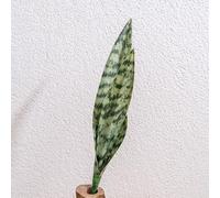 HpLive Pianta artificiale di serpente, pianta artificiale Sansevieria con foglie resistenti ai raggi UV, pianta d'appartamento facile da pulire (B)