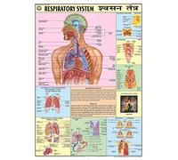 HPM09 | TeachingNest | Diagramma del sistema respiratorio 70x100 cm | Combinato inglese e hindi | Tabella di fisiologia umana | Laminato | Adesivo da parete [Grafico da parete] teachingnest e