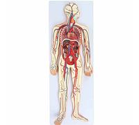HPTHLY Modello del Sistema Circolatorio Umano, Strumenti di Anatomia Medica Scientifica con Cuore Rimovibile E Scheletro Parziale, Dettagli di Vene, Arterie, Organi del Seno
