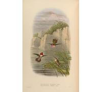 HRJUBWREE Dipinti Famosi Stampe d'Arte Mural Dipinto Animale Uccello Selasphorus Ardens Maschio Femmina Selasphorus Flammula Maschio di John Gould Per la Decorazione del Soggiorno 60x90cm