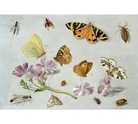 HRJUBWREE Dipinti Famosi Stampe d'Arte Mural Dipinto Farfalle Falene e altri insetti con un rametto di pervinca di Jan Van Kessel il Vecchio Per la Decorazione del Soggiorno 60x90cm