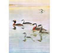 HRJUBWREE Riproduzione Dipinto Stampa Immagine Pittura su Tela Vintage Illustrazione dalla storia naturale degli uccelli est di Louis Agassiz Fuertes Per la Decorazione Murale 60x90cm