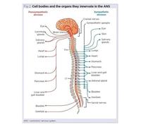 HSMXNEONJB Human Anatomy Poster, Nervous System Chart Featuring Spinal and Vagus Nerves - Unframed Canvas Wall Art for Home School, Bedroom(Unframed,08x12inch(20x30cm))