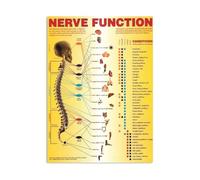 HSMXNEONJB Nervous System Anatomy Poster - Spinal Nerve Function Chart, Wall Decor for Study Room, Office, or Home(Framed,16x24inch(40x60cm))