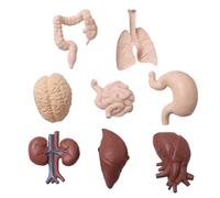 Hsthe Sea 8 Pezzi Modello di Organo Umano Modello didattico Puntelli Materiale didattico Scolastico Modello di Organo Umano