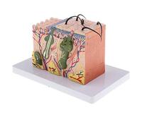 HTYG 35X Modello di Pelle Umana ingrandito-per Anatomia Strumento per l'insegnamento della biologia-Modello Stereo della Pelle Blocco per l'educazione Medica Insegnamento