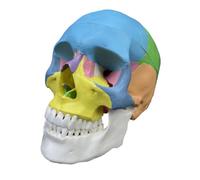 HuadaXtai Testa Anatomica Modello Cranio Umano Cranico Anatomia Cranio Schiena Pvc con Dettagli Stampati E Tratti Realistici, Modello Di Teschio Colorato