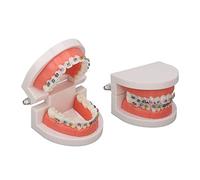 HUAOSN 2 Pezzi Modello di Denti Dentali con Staffa in Metallo, Dimostrazione Typodont Standard Modello di SPAzzolino da Denti Ortodontico per Insegnare Studiare