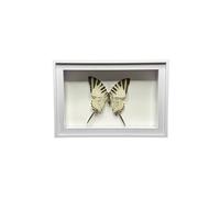 HUDFVIOI Cornice foto Scatola espositiva con ombra for esemplare di farfalla, espositore da tavolo, regalo compleanno, collezione insetti con per Poster(Style 2 White frame)