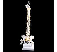 HUIBBGO Materiali didattici, Modello di Scheletro del Corpo, Modello di 45 cm, Colonna vertebrale Flessibile, Colonna vertebrale Umana, Modello di Curva Lombare vertebrale, Anatomia della