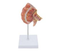 HUIBBGO Modelli cecali e appendici Umani, Modello anatomico viscerale, Strumento didattico Medico per Insegnanti della facoltà di Medicina