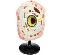 HUIBBGO Modelli Medici, Modello di Anatomia Cellulare, Modello di Struttura Cellulare ingrandita di Campioni microscopici di Piante e Animali, Modello di Cellule Animali e vegetali, per st