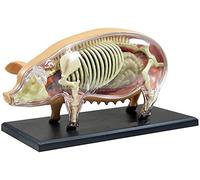 HUIBBGO Modelli Medici, Modello educativo, Modello anatomico di Maiale, Modello anatomico Animale, Staccabile, 19 organi, Parti del Corpo