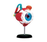 HUIBBGO Modello anatomico del bulbo oculare, Modello anatomico dell'orbita dell'occhio Umano, Anatomia Medica delle palpebre, 32 schermi orbitali per l'insegnamento assistito del Modello o