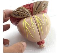 HUIBBGO Modello anatomico della prostata - Modello anatomico di organi Umani Modello di prostata Maschile - Ingrandito 2X, 4 Parti Staccabili - per la Ricerca, la visualizzazione e l'inseg