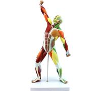 HUIBBGO Modello anatomico di Uomo muscoloso da 50 cm, Modello di Corpo Umano a Colori, Modello Muscolare a Corpo Intero, Mini Modelli Sportivi, Modello anatomico Muscolare, Modello anatomi