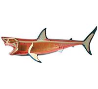 HUIBBGO Modello anatomico, Modello anatomico Animale 4D con organi Staccabili visibili, Modello di Scheletro Animale Traslucido, ausilio didattico Genitore-Figlio per Bambini per dimostraz