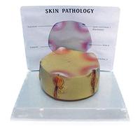 HUIBBGO Modello di Anatomia della Pelle Umana - Modello di Pelle Umana 3D Modello di Anatomia Medica della Struttura della Pelle Umana - per la Ricerca, la visualizzazione e l'insegnamento