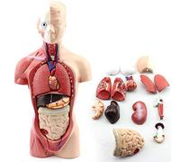 HUIBBGO Modello di assemblaggio del Torso Umano, Modello anatomico del Corpo Umano 3D Portatile con organi, Scheletro viscerale Maschile da 11 Pollici per Studenti, per l'istruzione Scolastica.