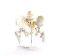 HUIBBGO Modello di Bacino Umano, Colonna Lombare a 2 sezioni con Modello anatomico del Bacino, Modello di Scheletro Umano, per la Formazione didattica e di visualizzazione della Ricerca Me